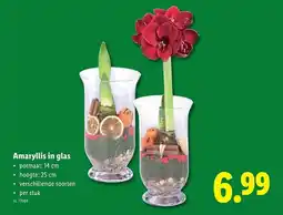 Lidl Amaryllis in glas aanbieding
