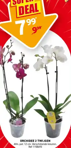 Trafic Orchidee 2 twijgen aanbieding