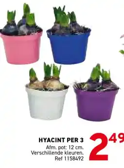 Trafic Hyacint per 3 aanbieding