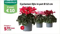 AVEVE Cyclamen Djix in pot Ø 12 cm aanbieding