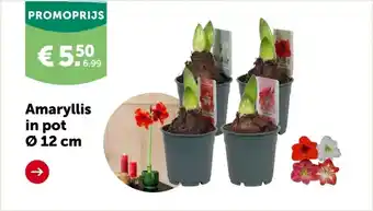 AVEVE Amaryllis in pot Ø 12 cm aanbieding