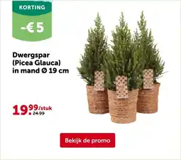 AVEVE Dwergspar (Picea Glauca) in mand Ø 19 cm aanbieding