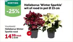 AVEVE Helleborus Winter Sparkle rood aanbieding