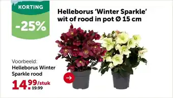 AVEVE Helleborus Winter Sparkle rood aanbieding