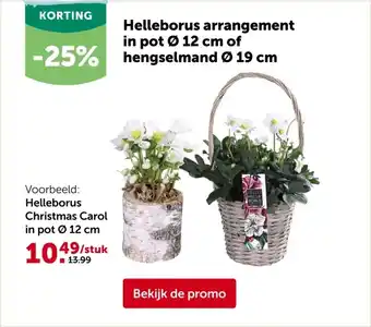 AVEVE Helleborus Christmas Carol in pot Ø 12 cm aanbieding