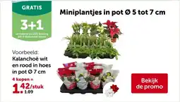 AVEVE Kalanchoë wit en rood in hoes in pot 07 cm aanbieding