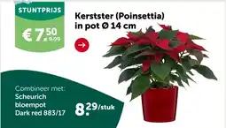 AVEVE Kerstster (Poinsettia) in pot Ø 14 cm aanbieding