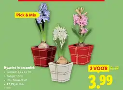 Lidl Hyacint in keramiek aanbieding
