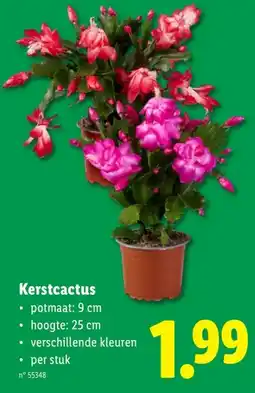 Lidl Kerstcactus aanbieding