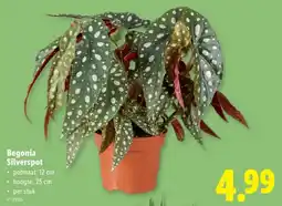 Lidl Begonia Silverspot aanbieding