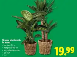 Lidl Groene plantenmix in mand aanbieding
