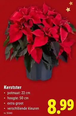 Lidl Kerstster aanbieding
