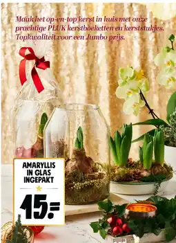 Jumbo AMARYLLIS IN GLAS INGEPAKT aanbieding