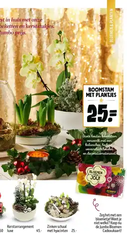 Jumbo boomstam met plantjes aanbieding