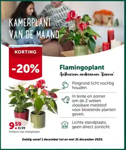 AVEVE KAMERPLANT VAN DE MAAND aanbieding