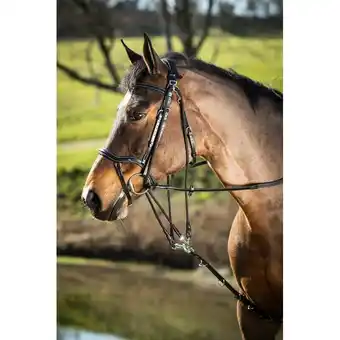 Decathlon Gogue voor paarden HFI aanbieding