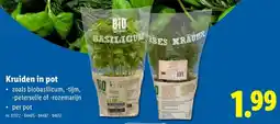 Lidl Kruiden in pot aanbieding