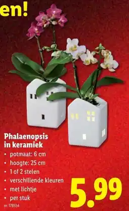Lidl Phalaenopsis in keramiek aanbieding