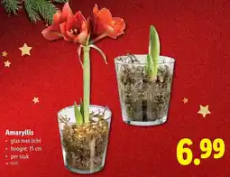 Lidl Amaryllis aanbieding
