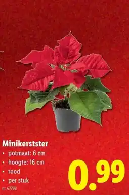 Lidl Minikerstster aanbieding