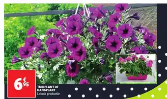 Tuinplant of Hangplant