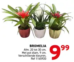 Trafic Bromelia aanbieding