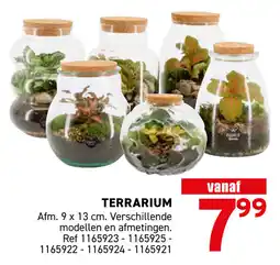 Trafic Terrarium aanbieding
