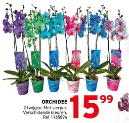 Trafic Orchidee aanbieding