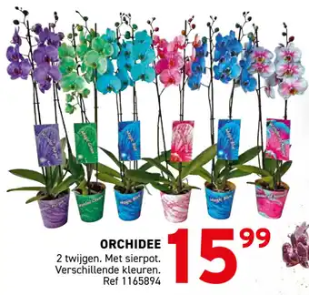 Orchidee