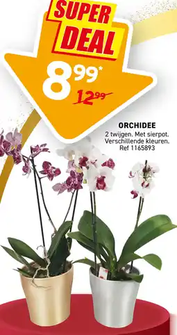 Trafic Orchidee aanbieding