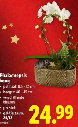 Lidl Phalaenopsis boog aanbieding