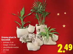 Lidl Groene plant in keramiek aanbieding