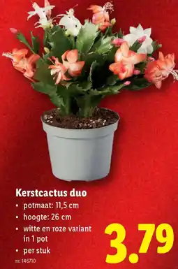 Lidl Kerstcactus duo aanbieding