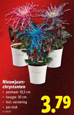 Lidl Nieuwjaars chrystanten aanbieding