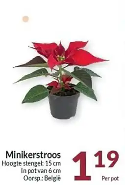 Intermarché Minikerstroos aanbieding