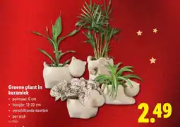 Lidl Groene plant in keramiek aanbieding