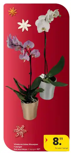 Carrefour Vlinderorchidee Nieuwjaar 1 stengel aanbieding