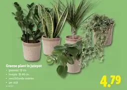 Lidl Groene plant in jutepot aanbieding