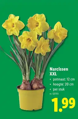Lidl Narcissen XXL aanbieding