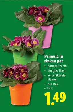 Lidl Primula in zinken pot aanbieding