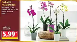Norma Orchidée Phalaenopsis aanbieding