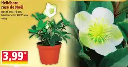 Norma Hellébore Rose de Noël aanbieding
