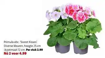 Primula obc sweet kisses