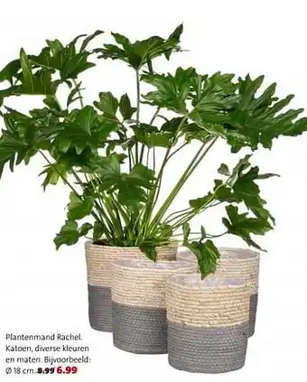 Plantenmand rachel
