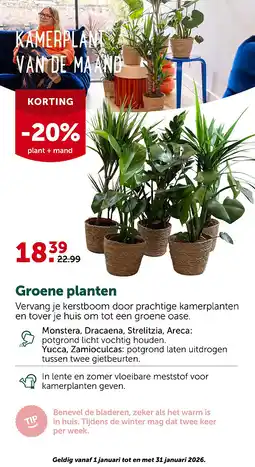 AVEVE KAMERPLANT VAN DE MAAND aanbieding
