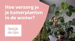 AVEVE Hoe verzorg je je kamerplanten in de winter? aanbieding