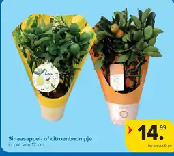 Carrefour Sinaasappel- of citroenboompje aanbieding