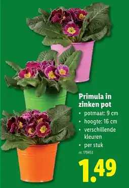 Lidl Primula in zinken pot aanbieding
