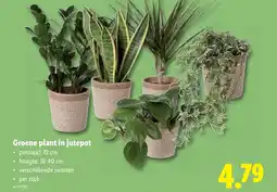 Lidl Groene plant in jutepot aanbieding