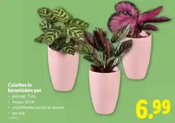 Lidl Calathea in keramieken pot aanbieding